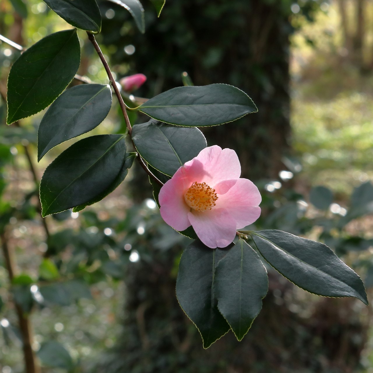 C. x williamsii 'J.C. Williams' AGM